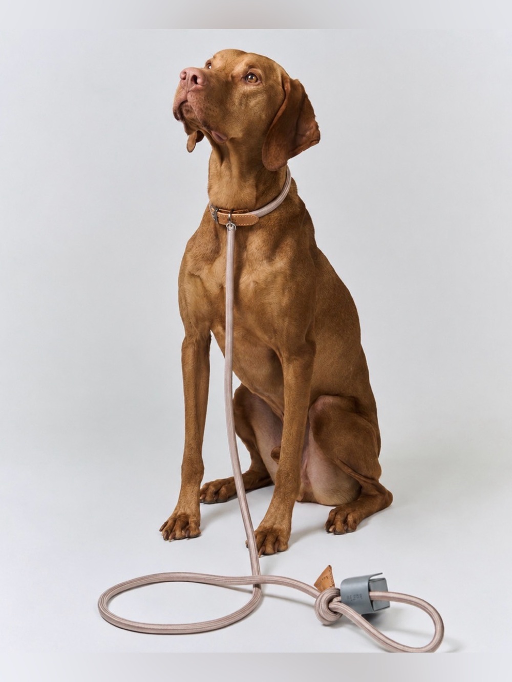 NWT Boo Oh Ray Italian Leather Collar & Silk Rayon Rope Leash Set for Dogs Sz M - Picture 2 of 12